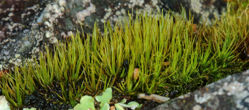 Tortella fragilis